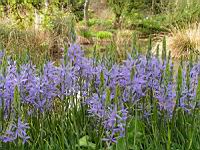 Camassia leichtlinii Caerulea (fam. Hyacinthacees) (3) (Photo F. Mrugala)